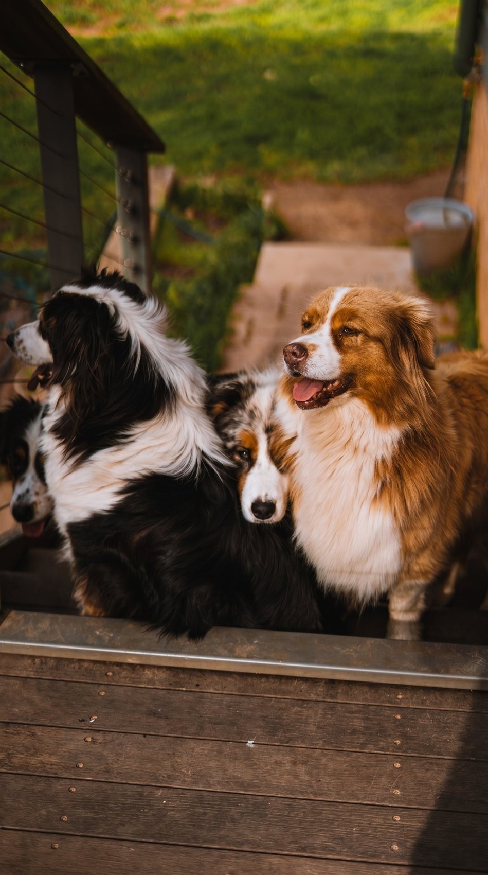 Three Australian Shepherds together on the deck at Mountain View