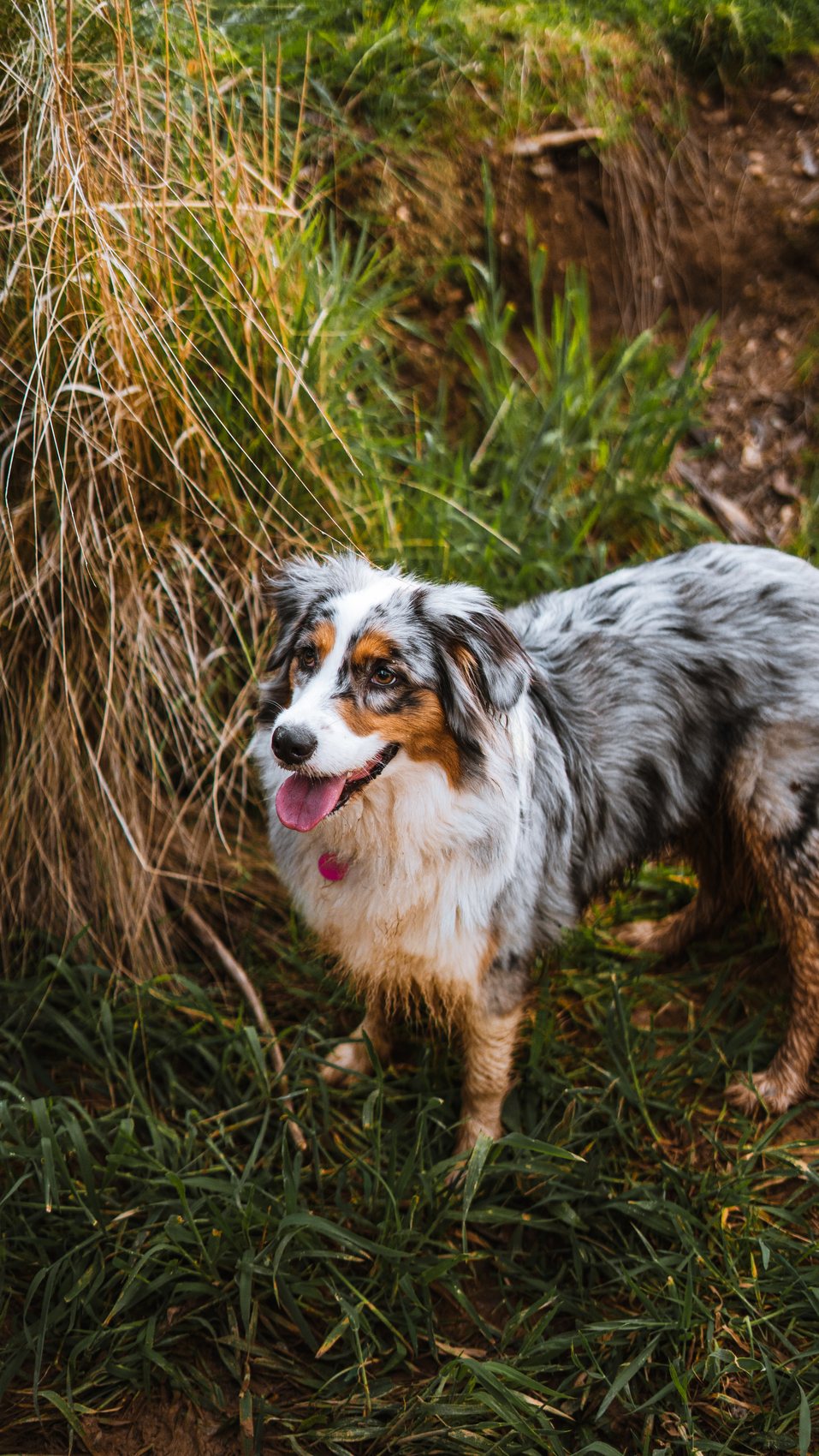 Blue merle Australian Shepherd standing in tall grass