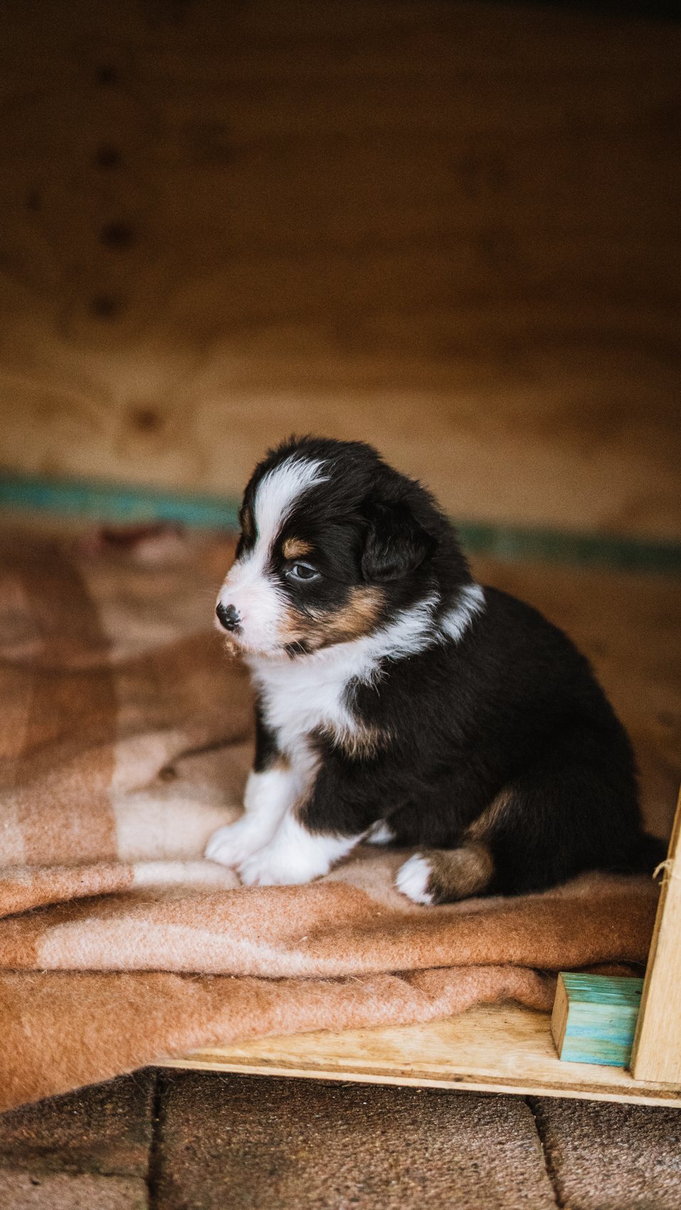 Black tri Australian Shepherd puppy sitting on a blanket