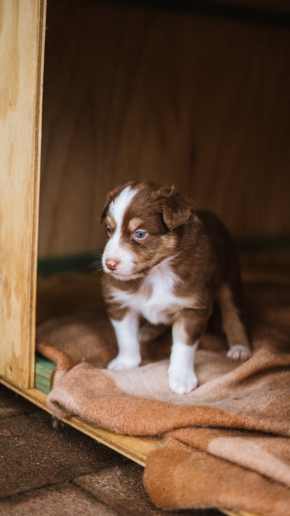 Red tri Australian Shepherd puppy sitting up
