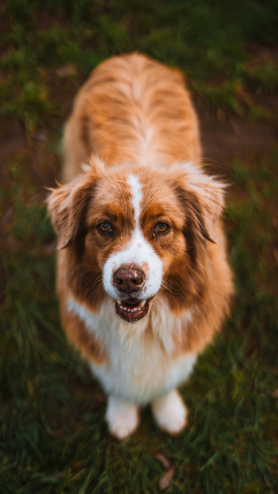 Red merle Australian Shepherd looking up into the light