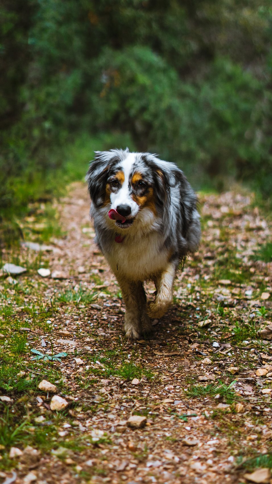 Blue merle Australian Shepherd running along a bush trail in the evening light