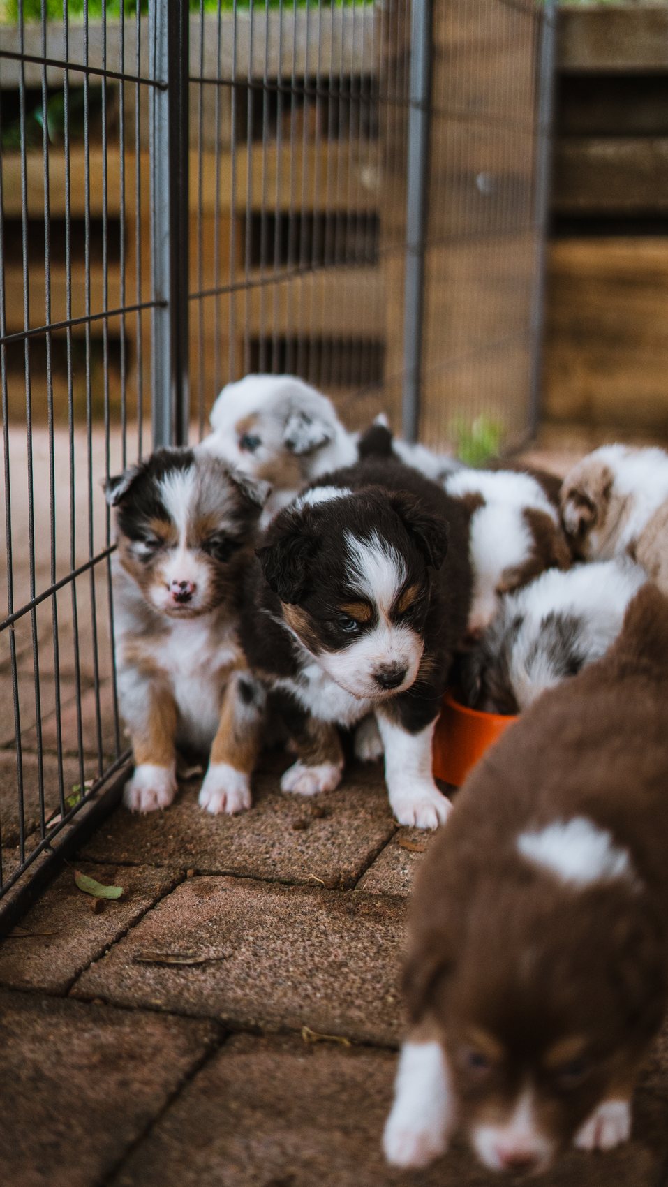 A litter of Australian Shepherd puppies together in the pen