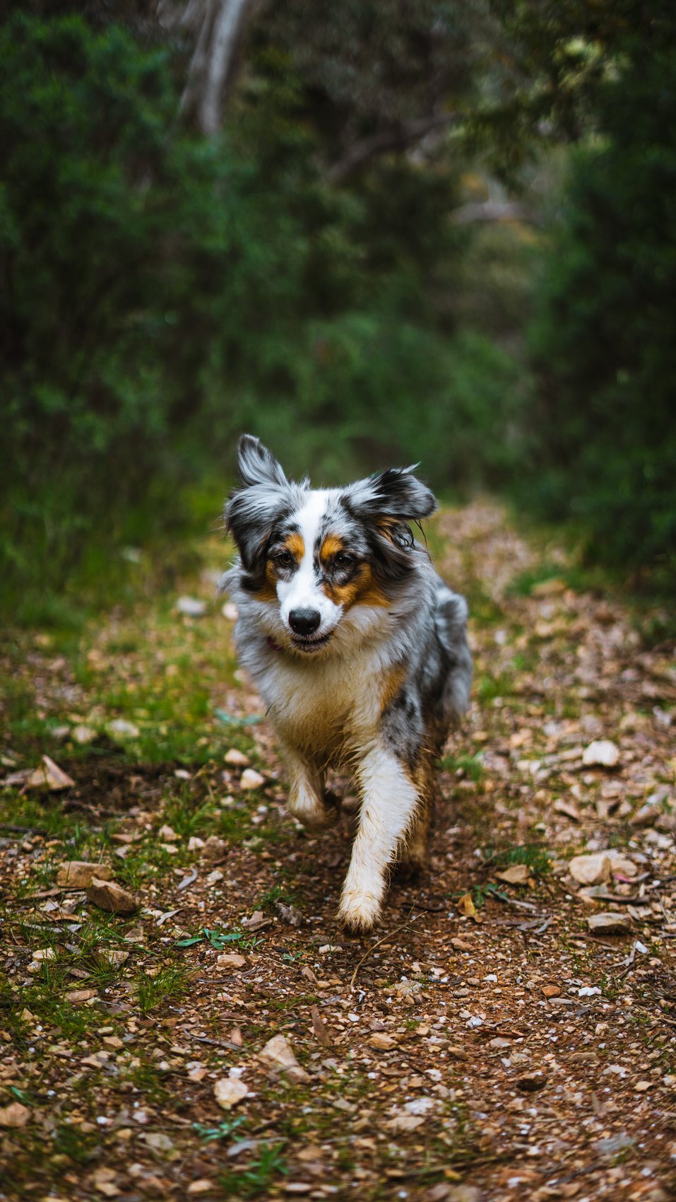 Blue merle Australian Shepherd running down a sunlit bush trail